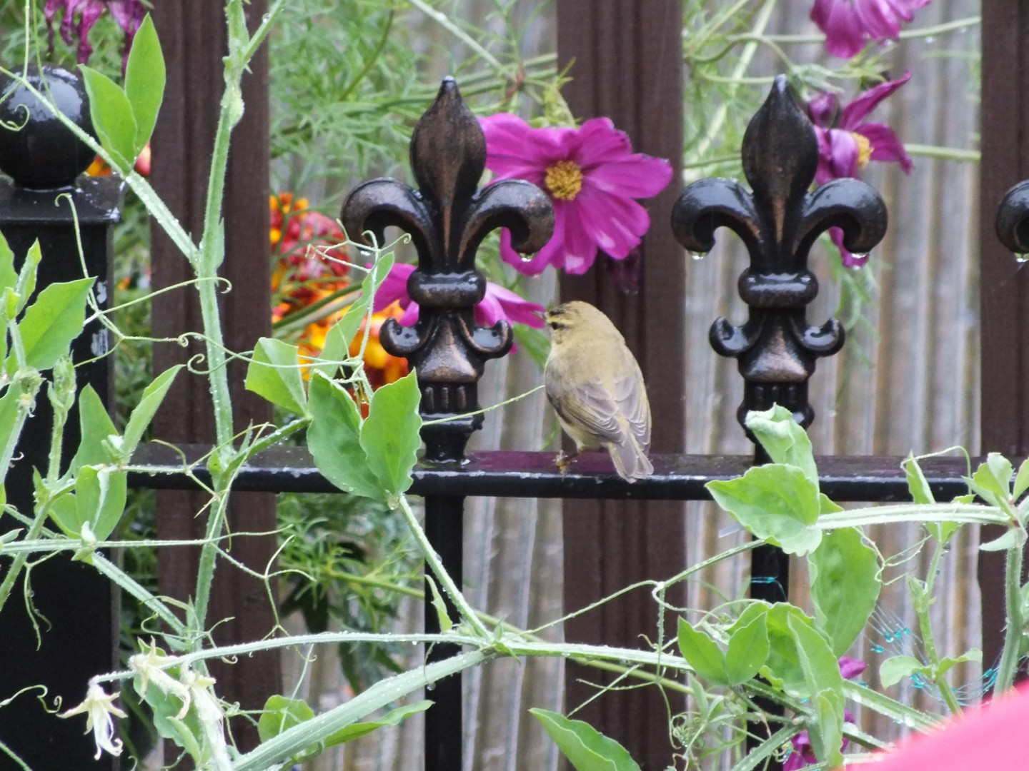siskin (2).JPG