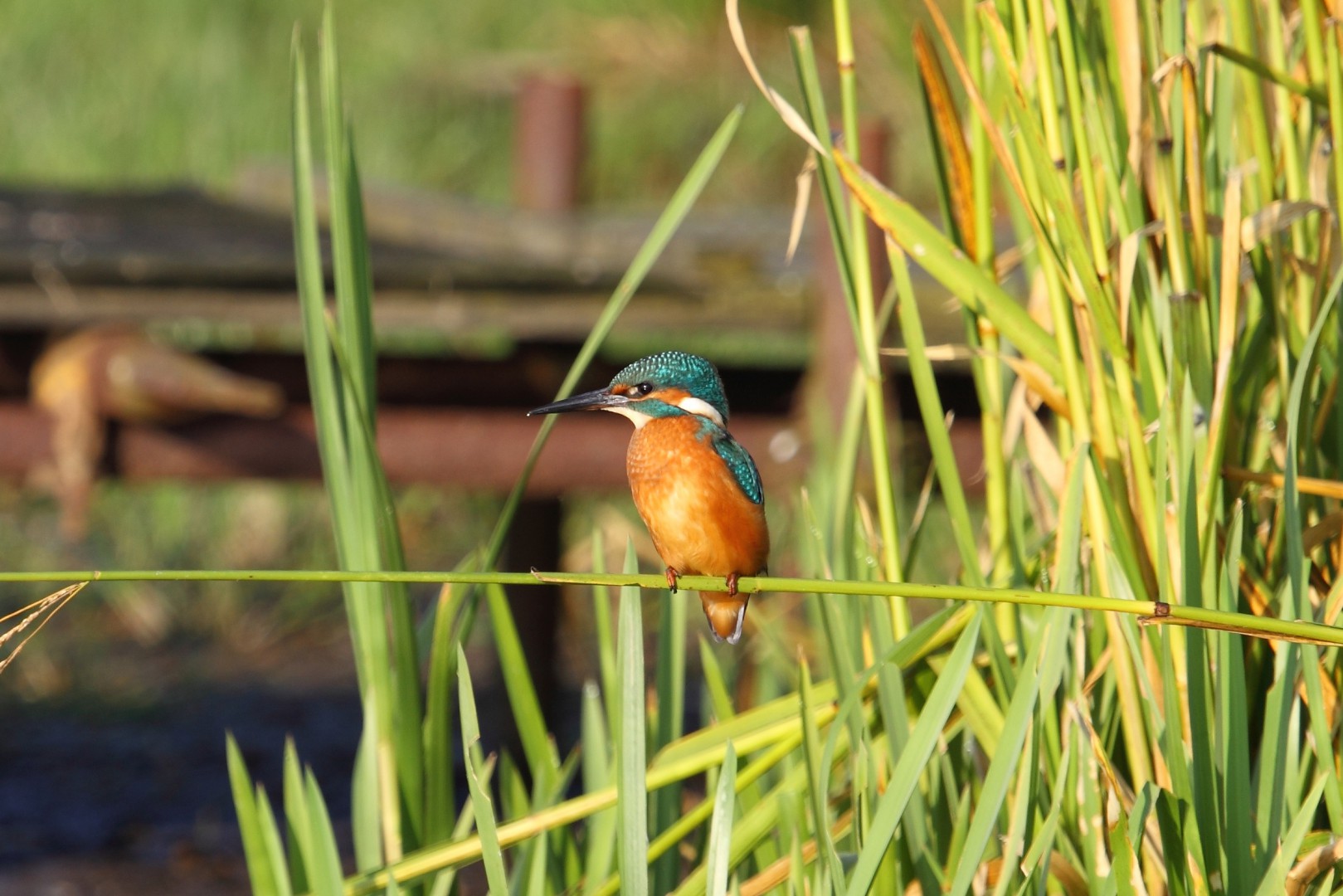 KINGFISHER 1.JPG