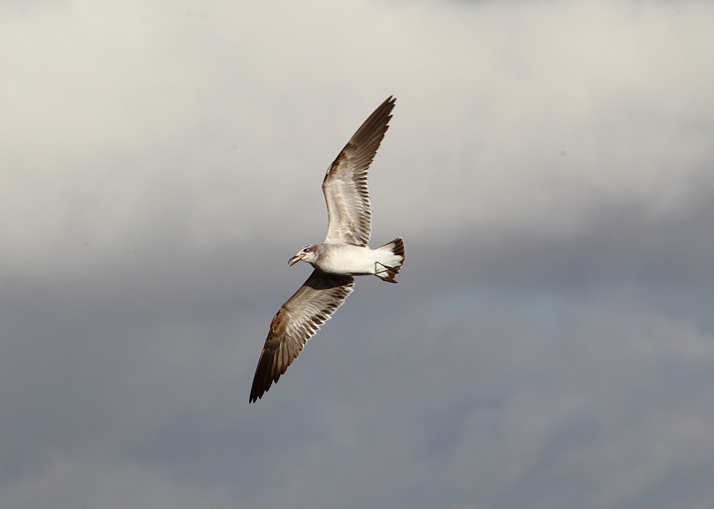 Laughing Gull 4.JPG