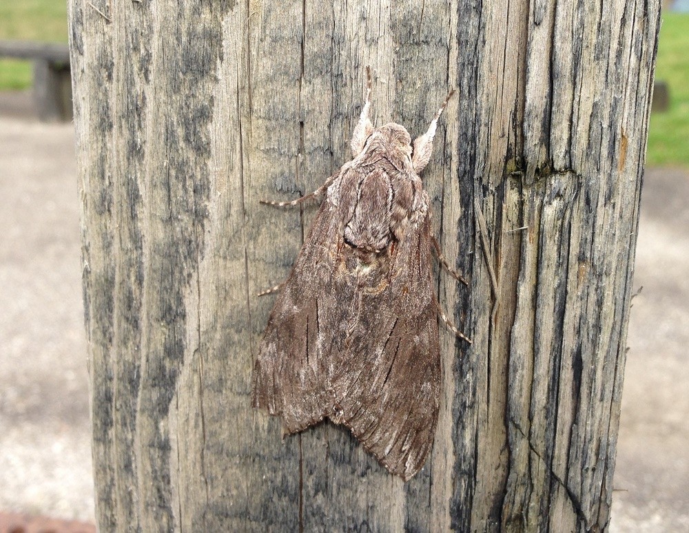 Moth.jpg