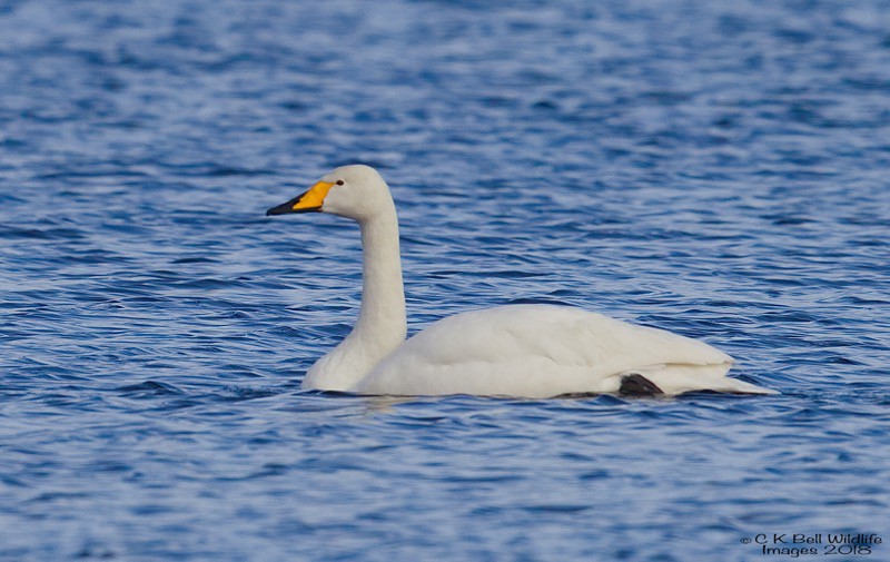 AN1Q0014 Whooper Swan.jpg