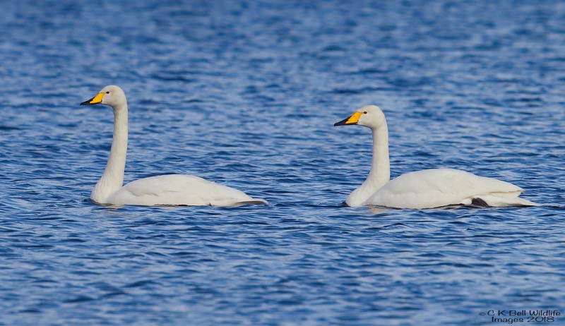 AN1Q0019 Whooper Swan.jpg