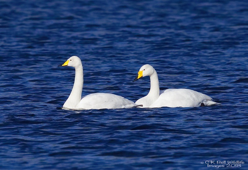 AN1Q0023 Whooper Swan.jpg